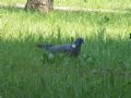 Columba palumbus